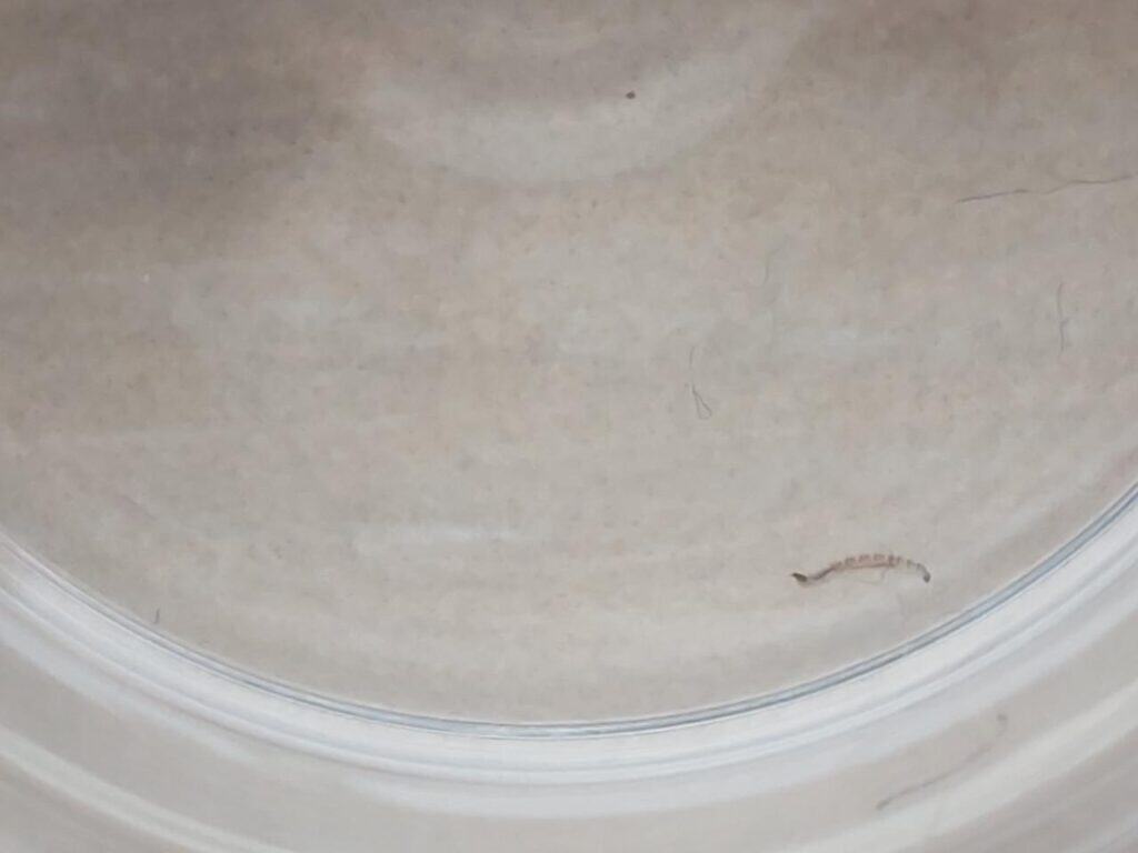 vers dans les toilettes après absence