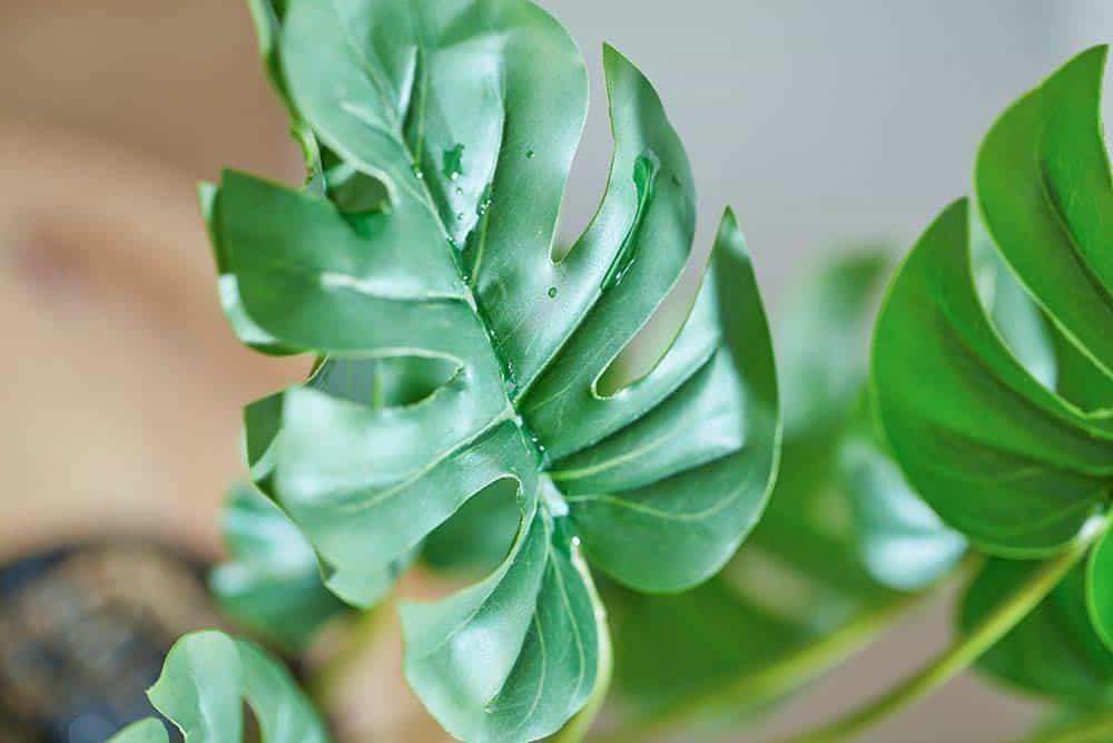 Qu'est-ce que le fruit cériman