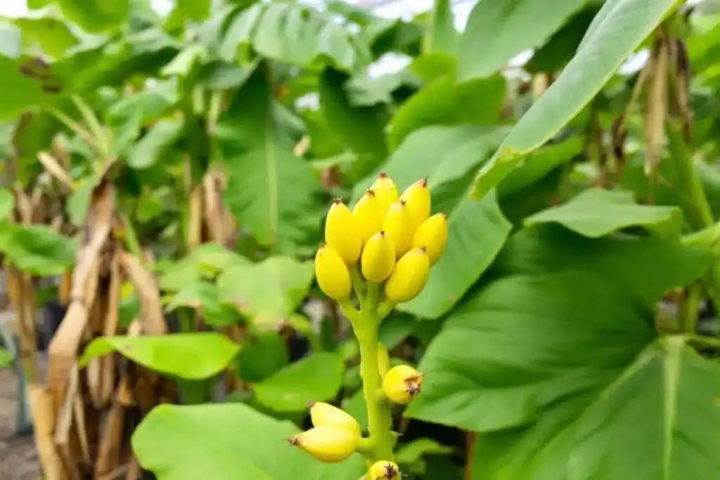 comment faire pousser un bananier à partir d'une banane