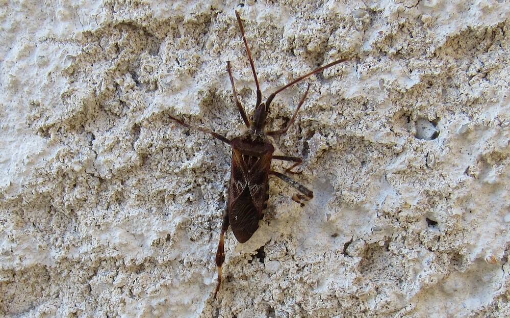 punaise américaine dangereuse