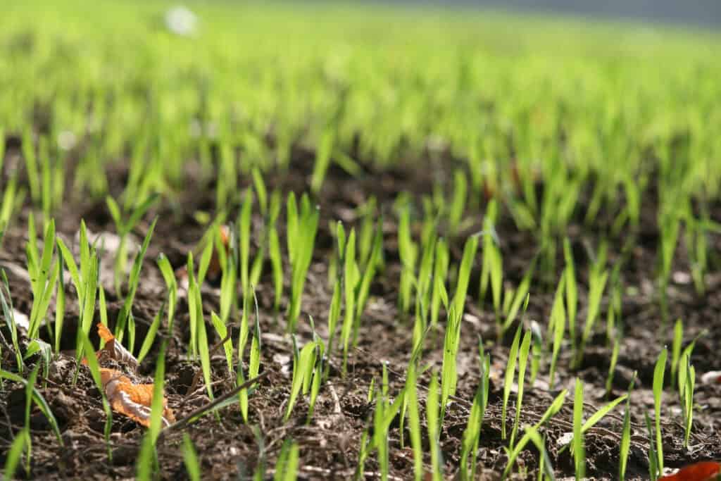 arroser semis gazon au soleil