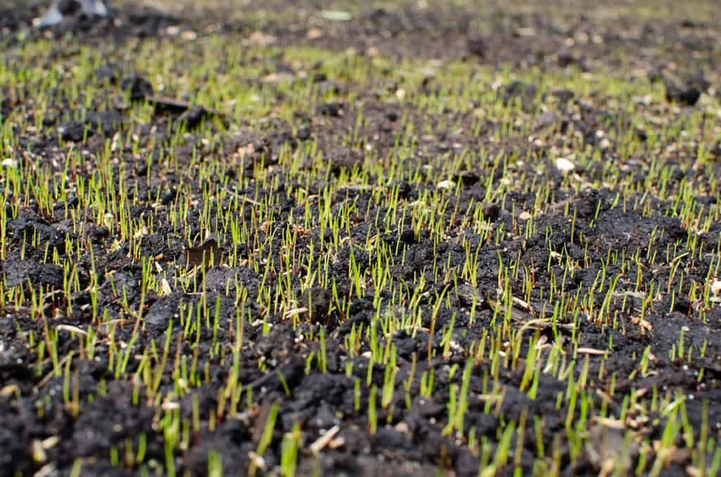 faut il arroser tous les jours les semis gazon