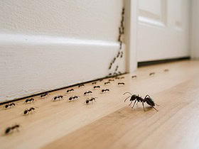 fourmis dans la maison signification