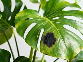 monstera tache noire