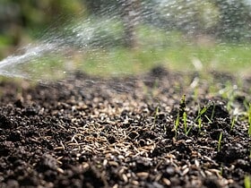ne pas arroser semis gazon