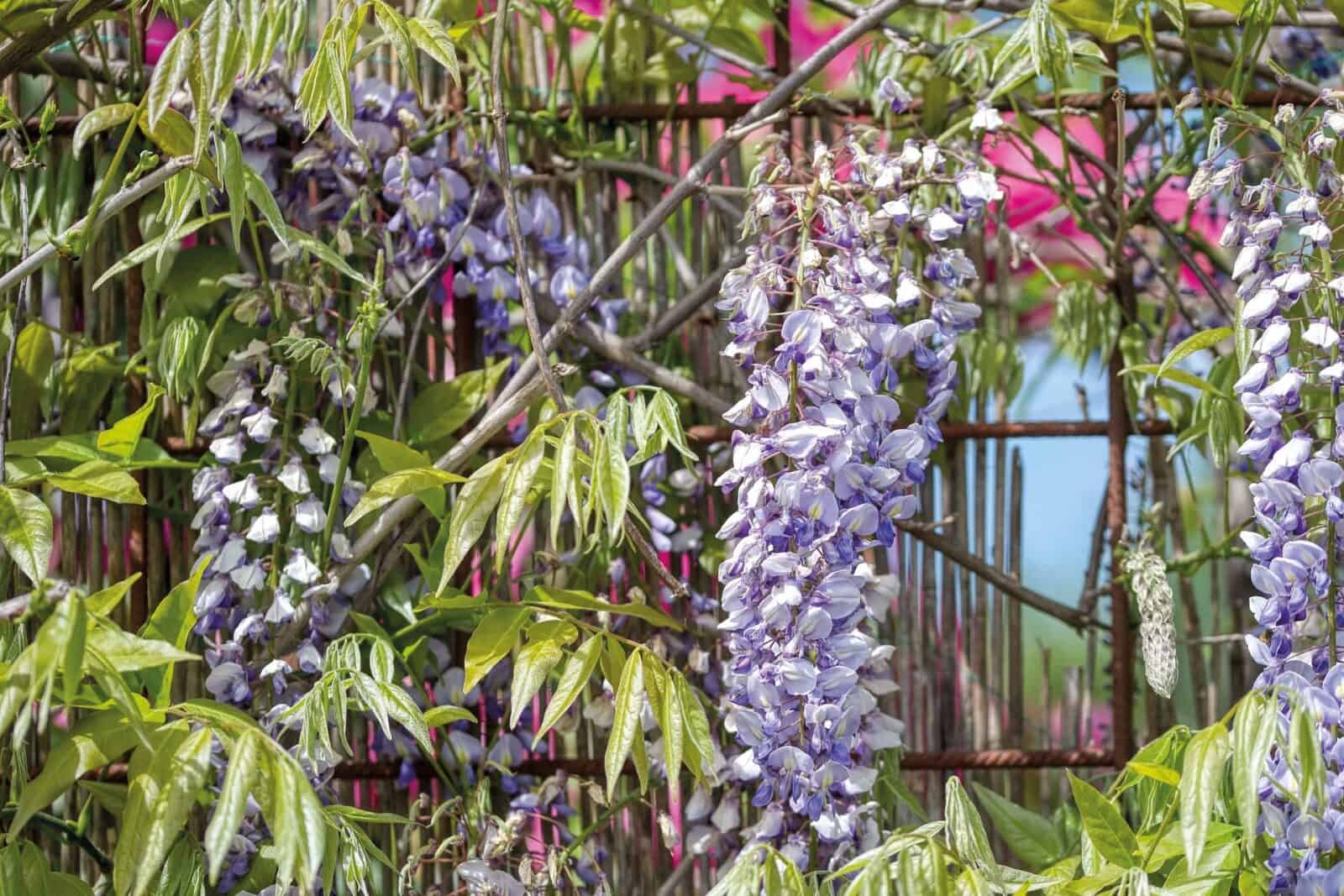 fabriquer support glycine 1