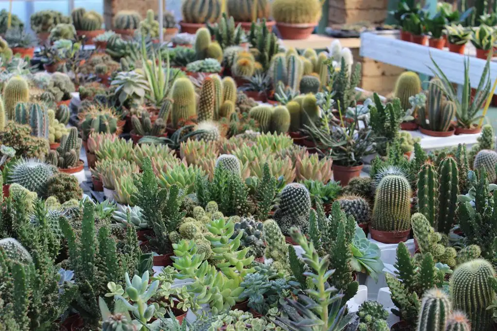 Linea Verde Giardino