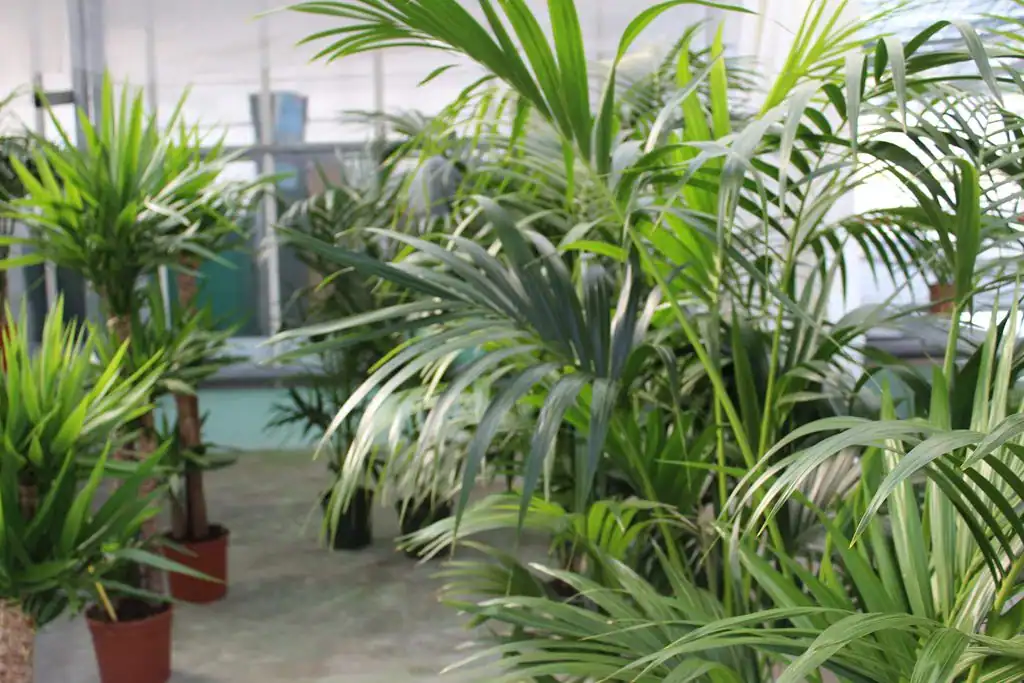 Linea Verde Giardino avis