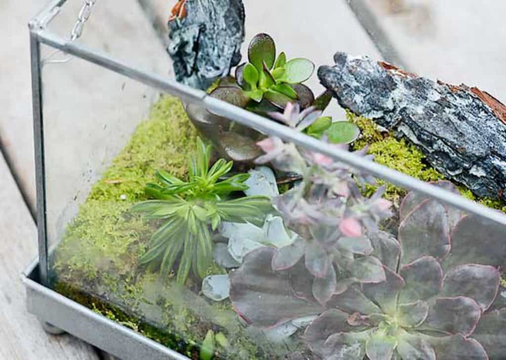 Transformer un aquarium en jardin japonais avis