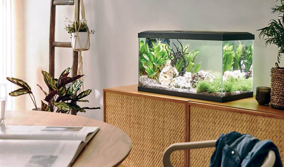 Transformer un aquarium en jardin japonais