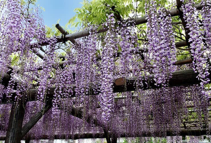 Fabriquer un support pour glycine