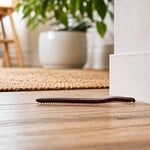mille-patte dans la maison signification