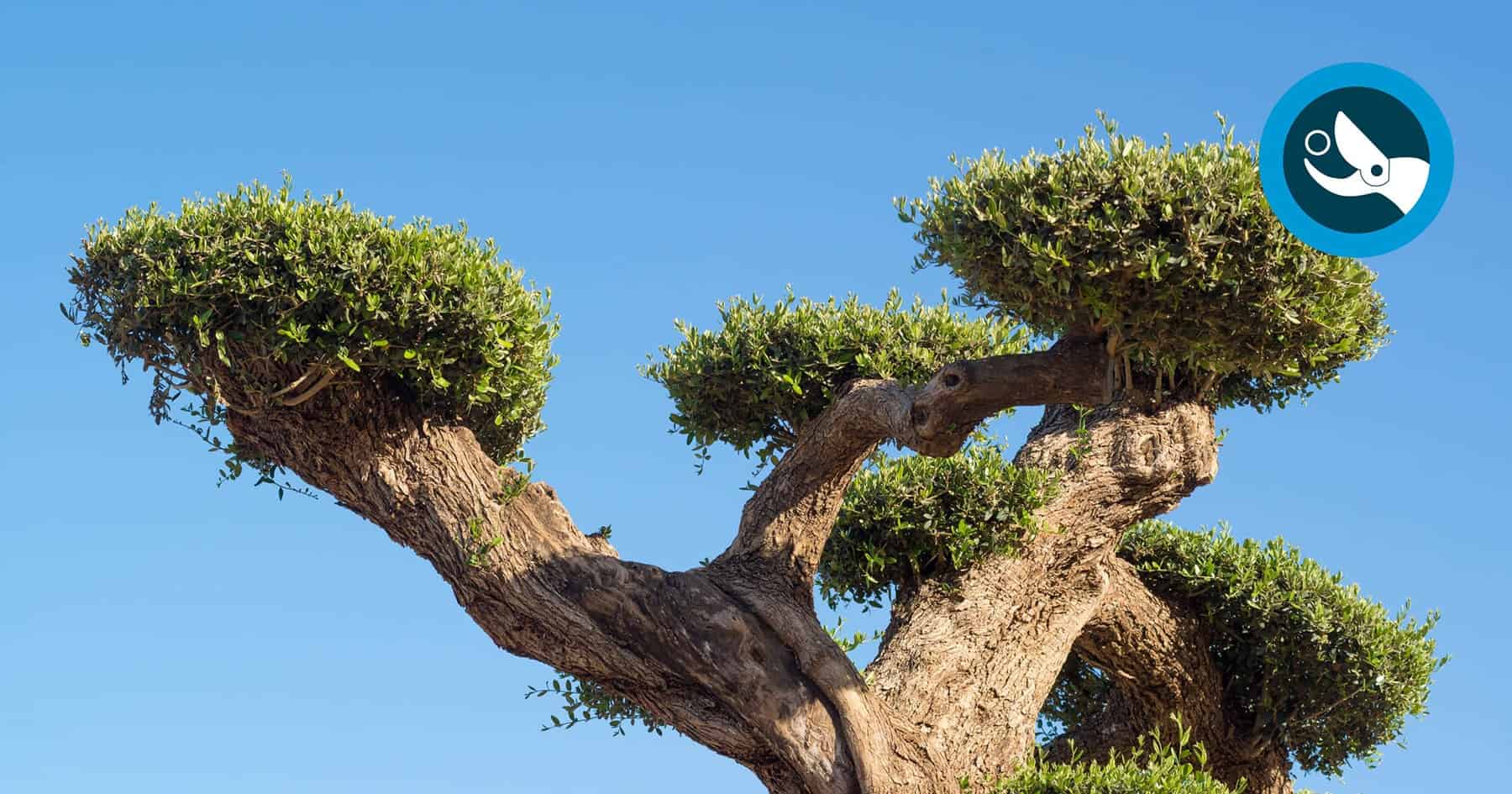 découvrez comment tailler un olivier sans feuilles pour stimuler sa croissance et assurer une bonne récolte. conseils pratiques et méthodes adaptées à chaque saison.