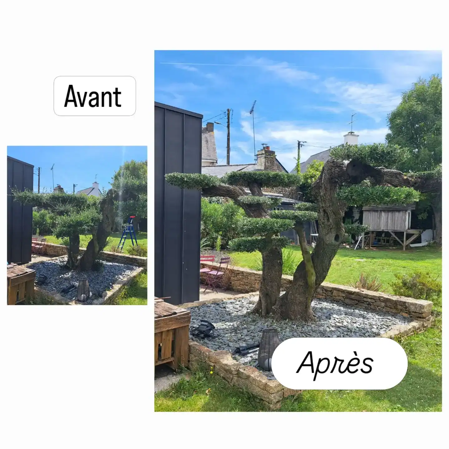 découvrez comment tailler un olivier sans feuilles pour favoriser une croissance saine et harmonieuse. conseils pratiques et techniques adaptées à chaque saison.