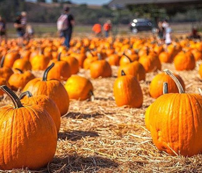 Simi Valley Underwood Farms Fall Festival