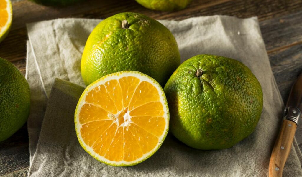 ugli Fruit en U : découvrez les variétés qui commencent par U