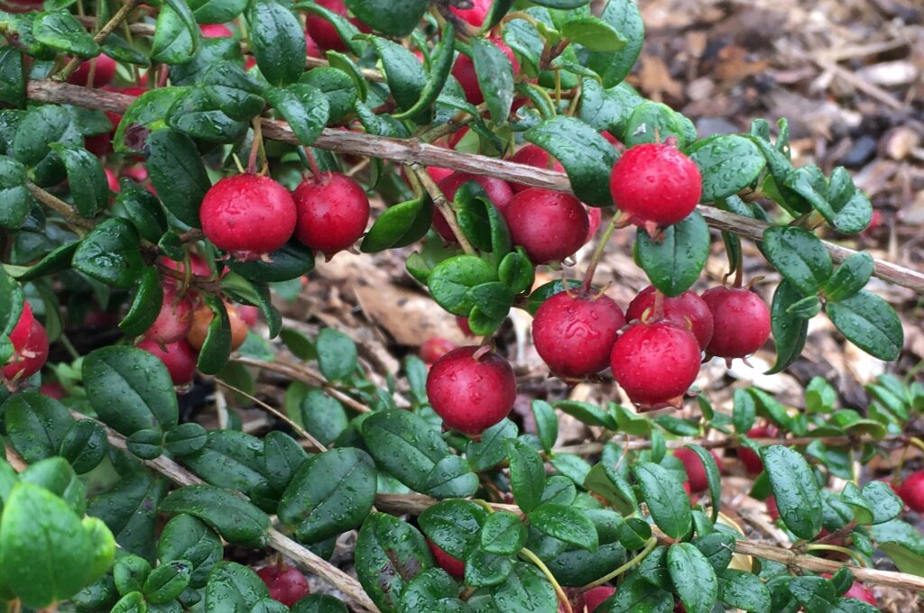 ugni Fruit en U : découvrez les variétés qui commencent par U