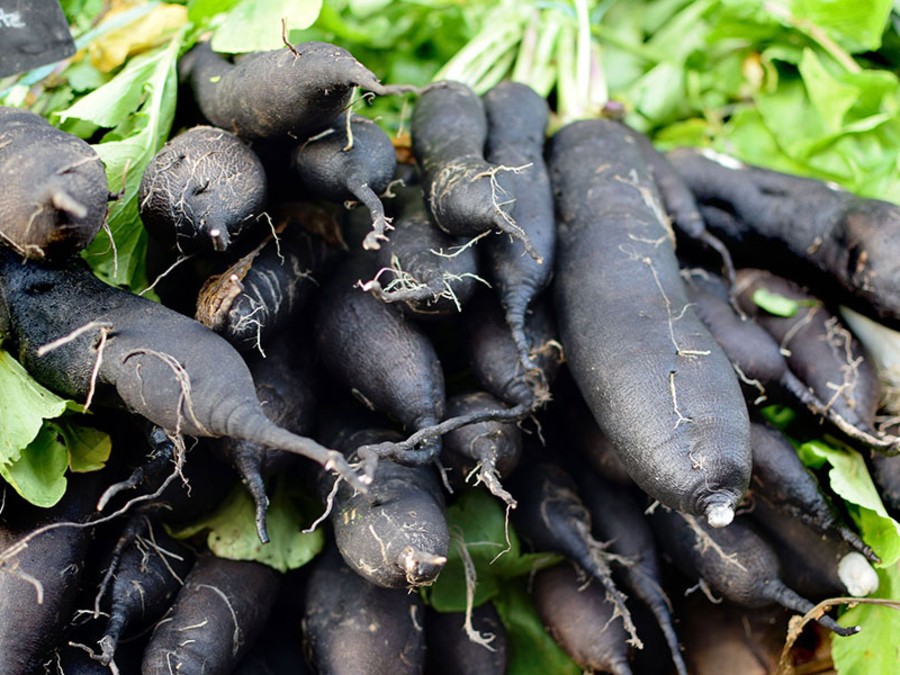 Radis noir gamma gt Radis noir et gamma GT : un remède naturel pour nettoyer le foie?