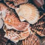 prix coquille saint jacques