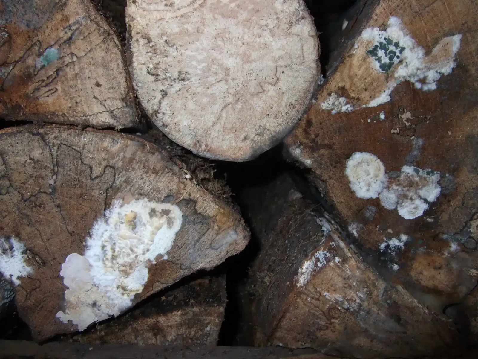 merule sur bois de chauffage