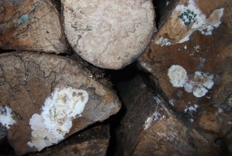 merule sur bois de chauffage