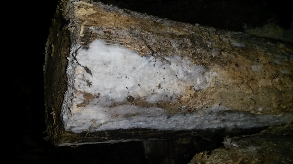 bois de chauffage merule 1 Mérule sur bois de chauffage : comment reconnaître les signes et s’en protéger