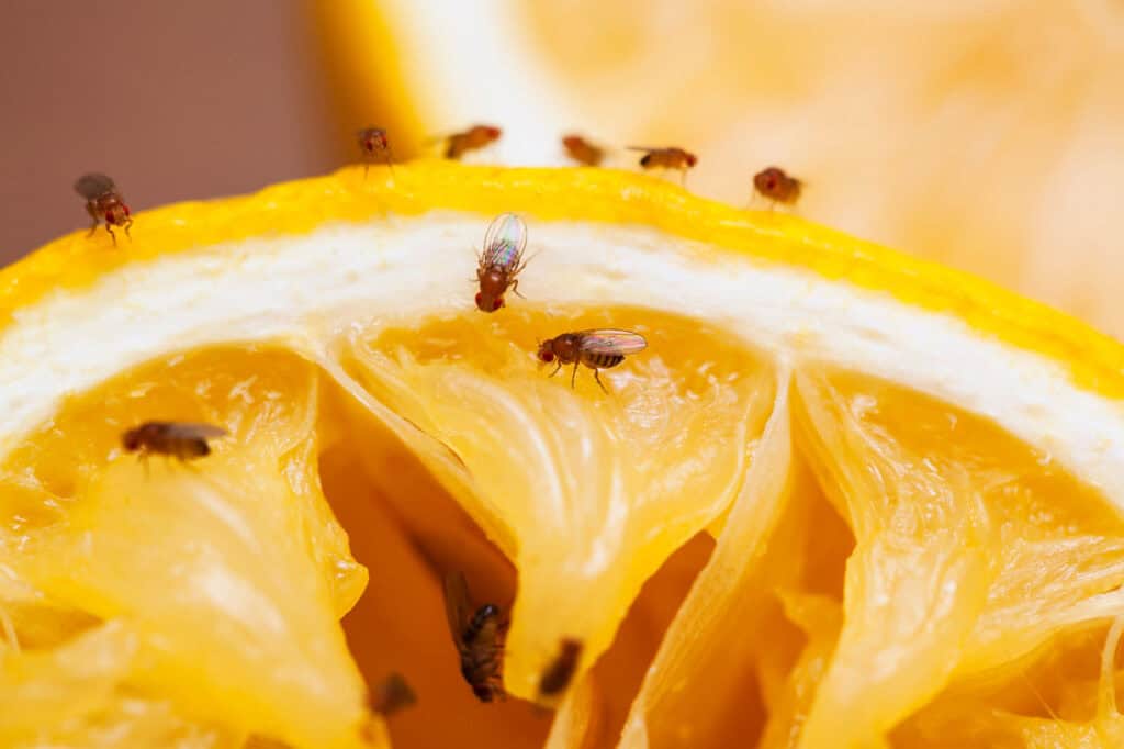 Comment se débarrasser des moucherons naturellement