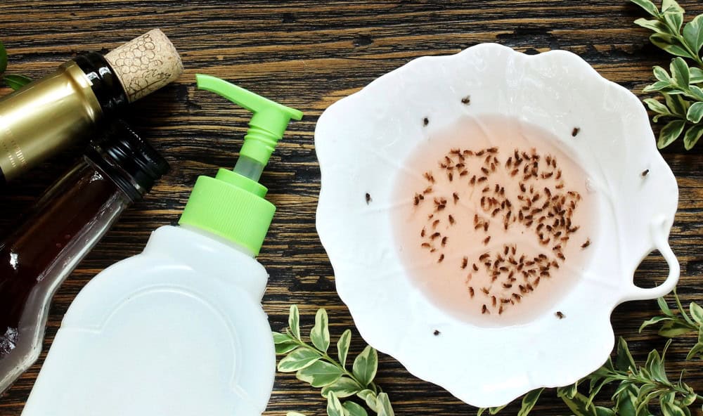 Quelle est la solution anti moucheron la plus efficace 