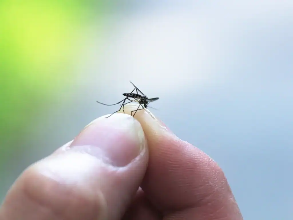 durée de vie moustique dans une chambre 1