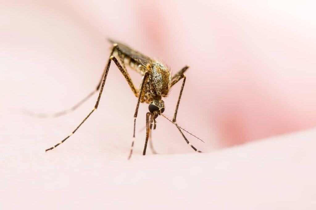 meilleur anti moustique chambre