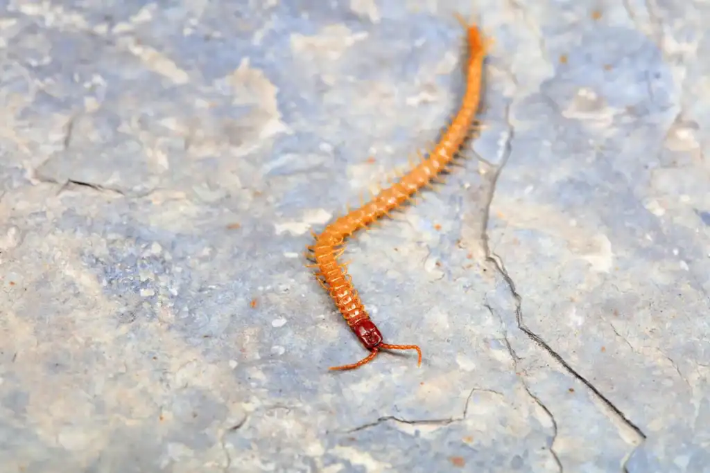 Mille-pattes dans la maison : que signifie vraiment sa présence ? 3 Mille-pattes dans la maison 1