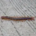 Mille-pattes dans la maison