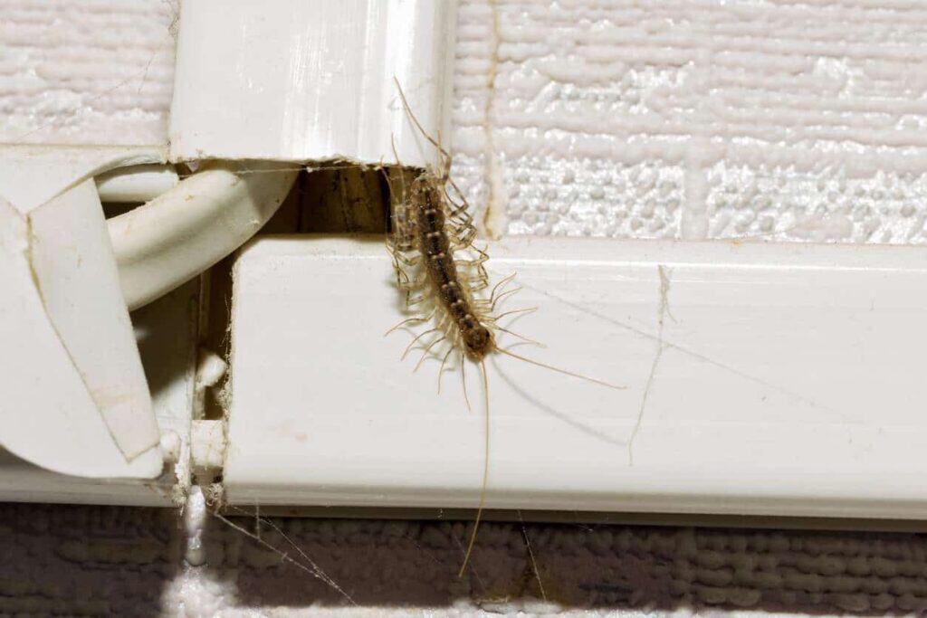 Mille-pattes dans la maison : que signifie vraiment sa présence ? 5 Mille-pattes dans la maison avis