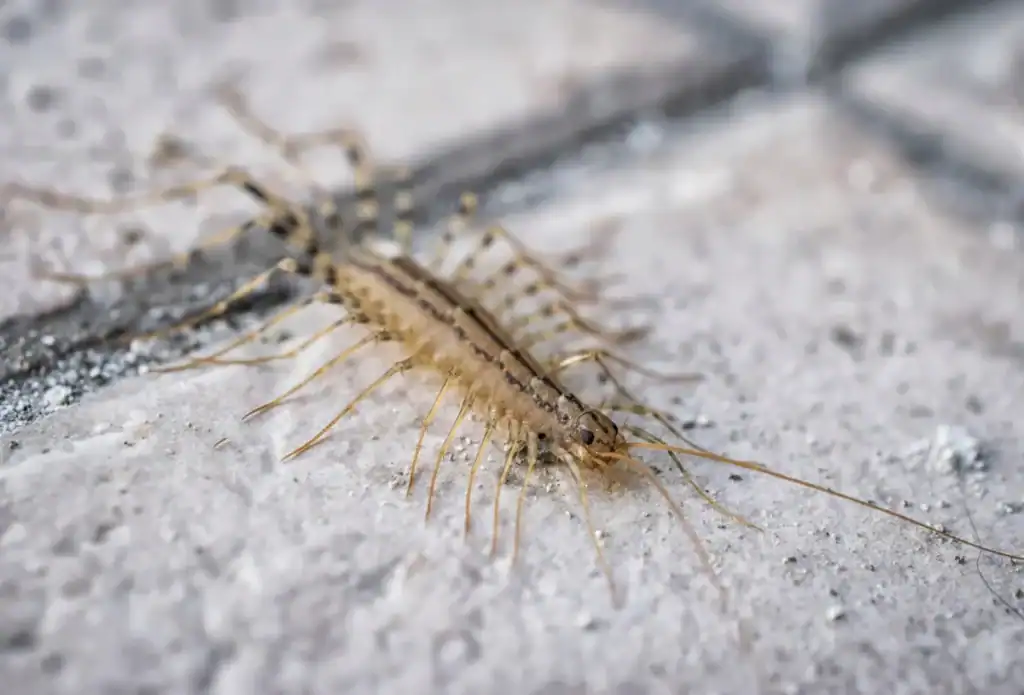 Mille-pattes dans la maison : que signifie vraiment sa présence ? 4 Mille-pattes dans la maison signification
