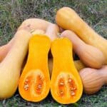Courgette orange