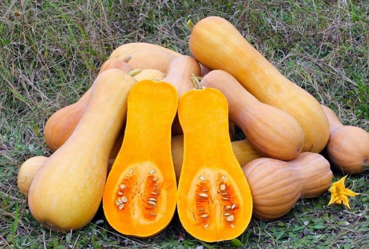 Courgette orange