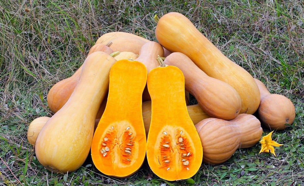 Courgette orange
