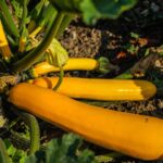 Courgette orange