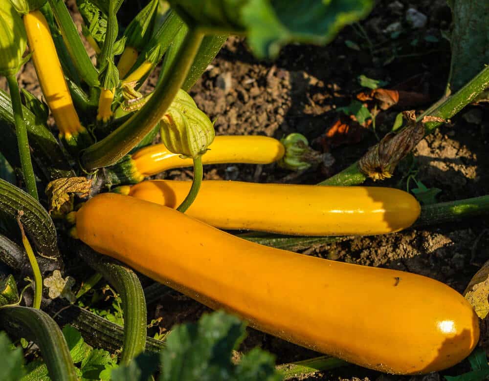 Courgette orange : recettes savoureuses et tout ce qu'il faut savoir 2 Courgette orange