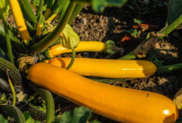 Courgette orange