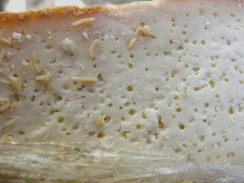 Fromages corses avec vers : ce qu'on sait vraiment sur le casgiu merzu 5 Fromages corses avec vers avis