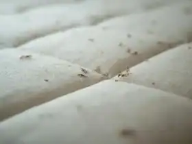 Larve d'anthrène dans le matelas