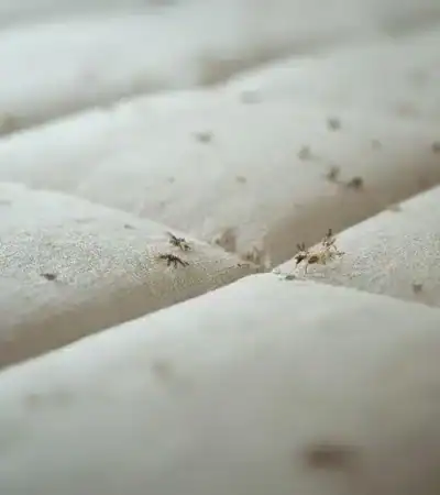 Larve d'anthrène dans le matelas