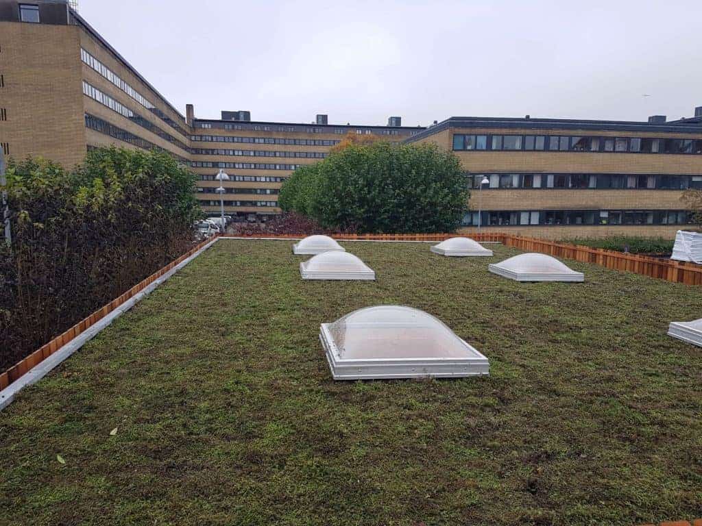 Sedum tag Frederiksberg kommune