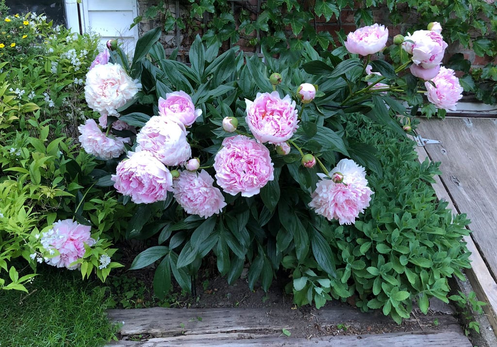 Gardening - Hobby or obsession