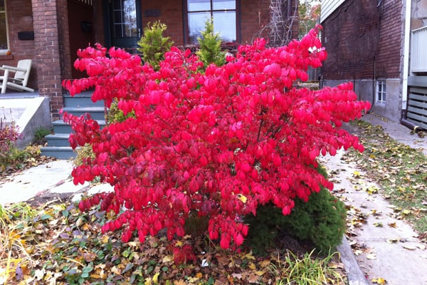 small front lawn with burning bush