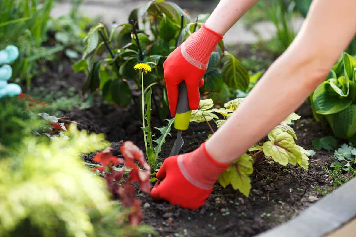 Zen of weeding garden