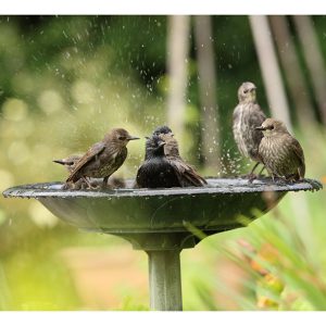 Birdbaths