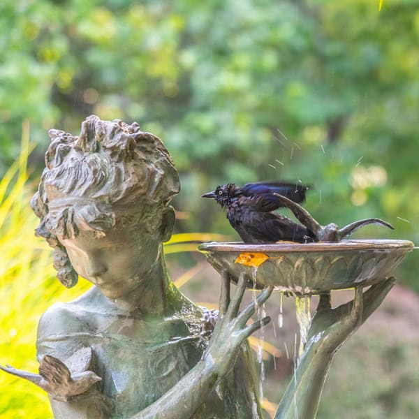 shop birdbaths