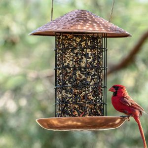 Bird Feeders